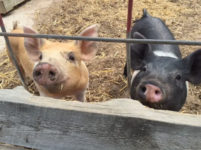 The Farm At Lee Martinez Park