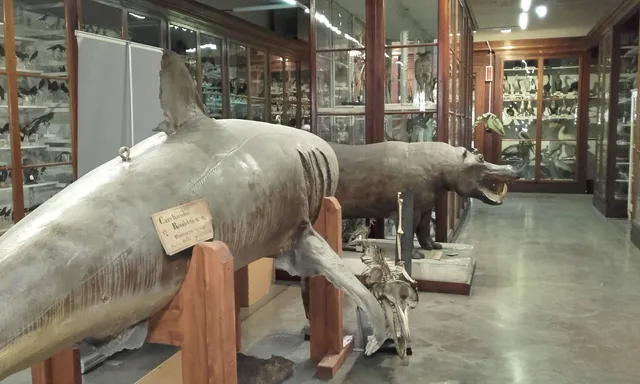 Museo di Zoologia e Anatomia Comparata