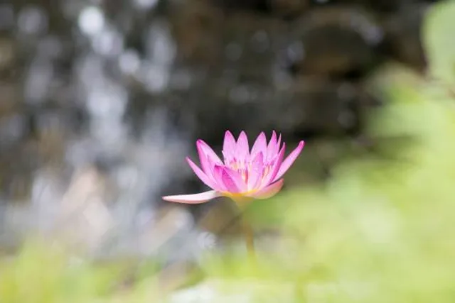 Ecological gardens Topotepuy