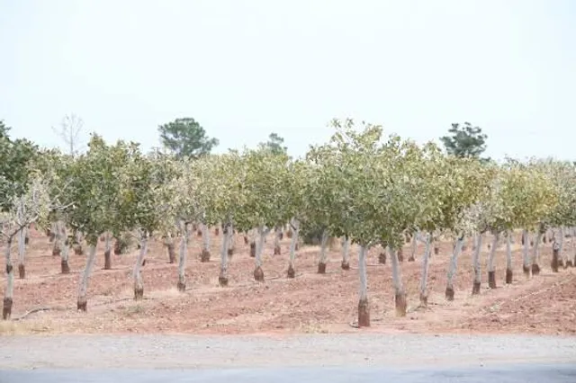 Arena Blanca Winery & Wine Tasting