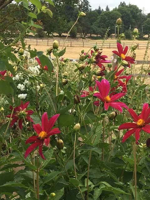 Fort Vancouver Garden
