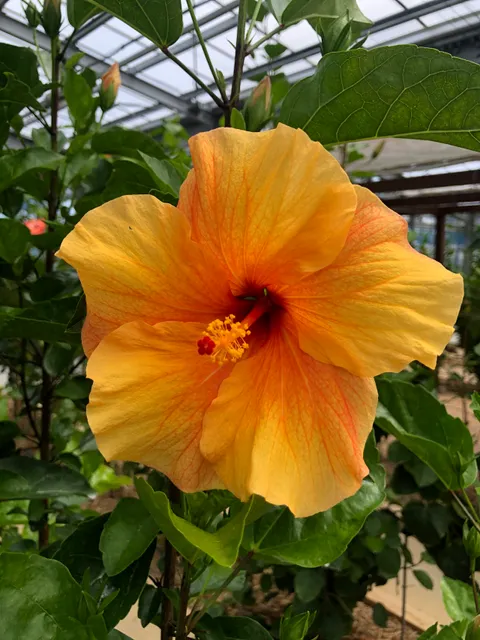 Hibiscus Garden