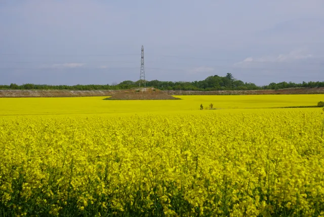 ナノハナバタケ