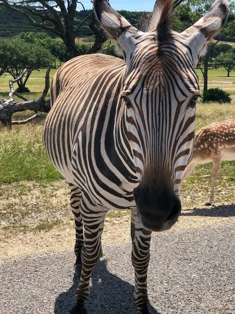 The Wilderness Center