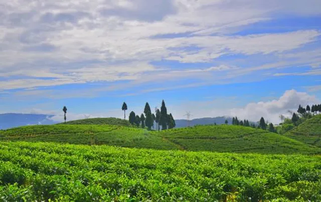 Gopaldhara Tea Estate