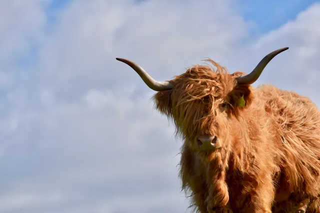 Jacksons At Jedburgh