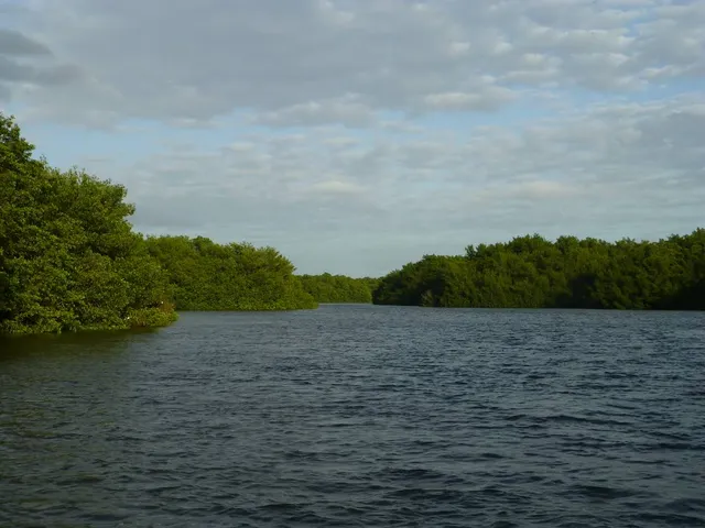 Caroni Swamp
