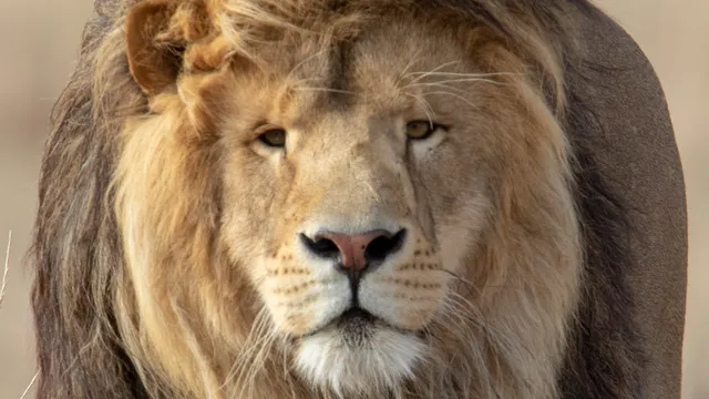 The Wild Animal Sanctuary