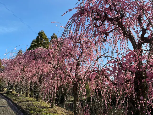 Fukoji temple’s Garyubai