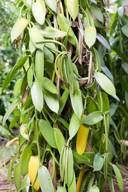 Parfums et Épices Garden