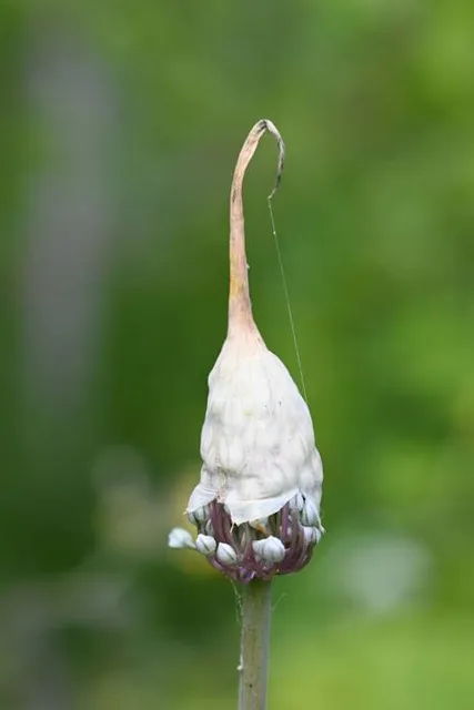 Lumina Park Bydgoszcz