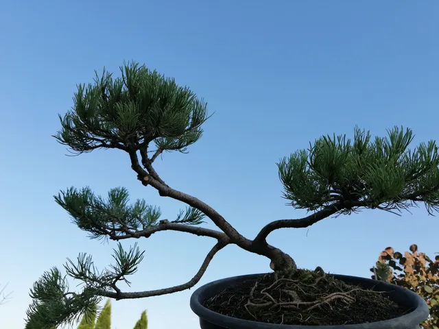 Medelynas pas Arnoldą