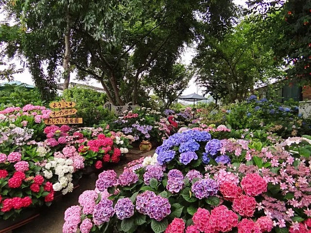 KEISEI-EN Ajisai Japanese Hydrangea Park