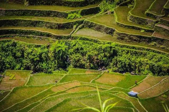 Jaybanga Rice Terraces