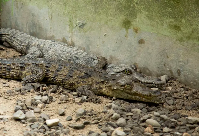 Falmouth Swamp Safari (Swabey‘s)