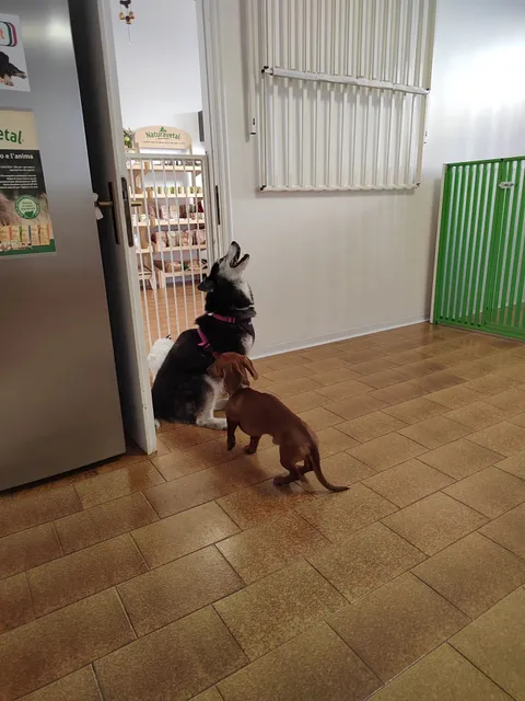 Tiergarten - Asilo per cani & Cibo bio