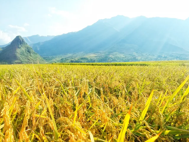 Cánh Đồng Mường Than - Than Uyên