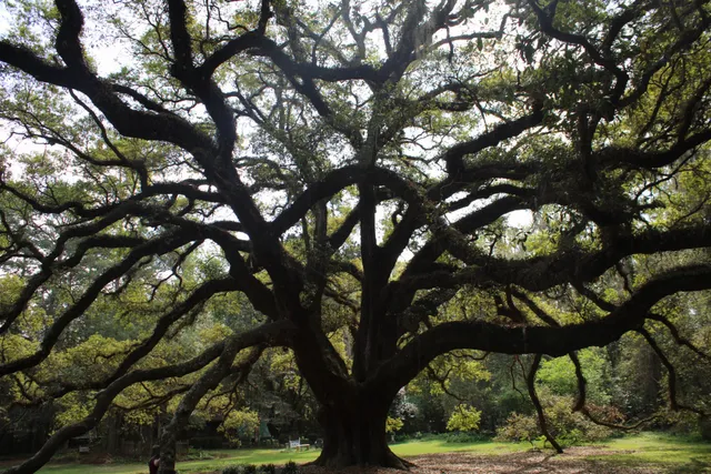 Lichgate on High Road