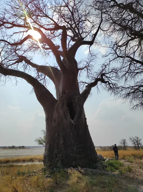 Baines Baobabs