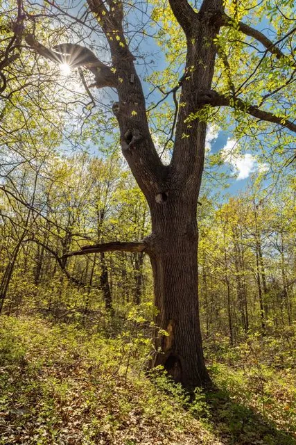 Keystone Ancient Forest