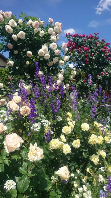 ひろかわバラ園(大分バラ遊会)