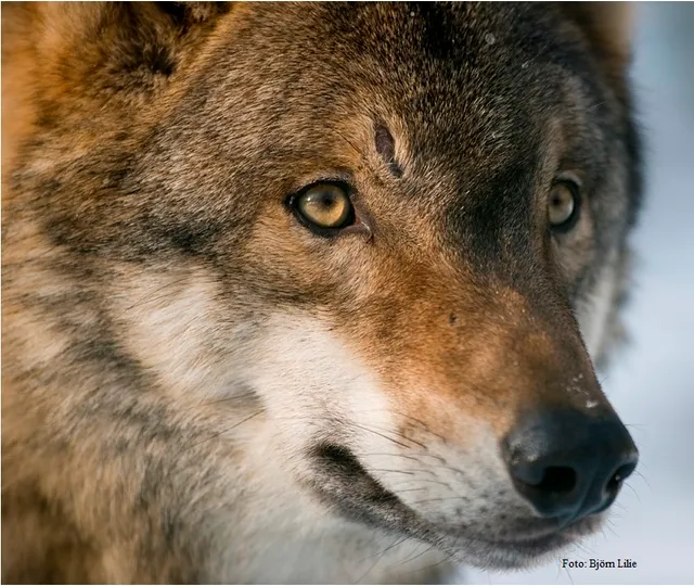 Wildgehege Moritzburg