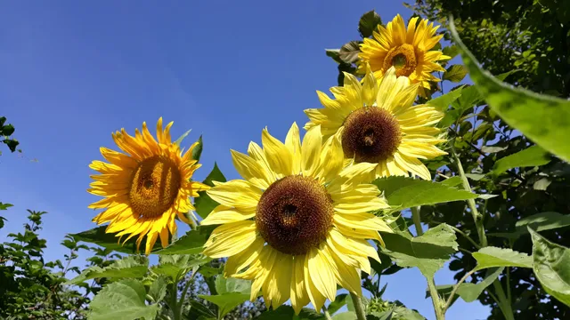 Rodzinny Ogród Działkowy Płaszów