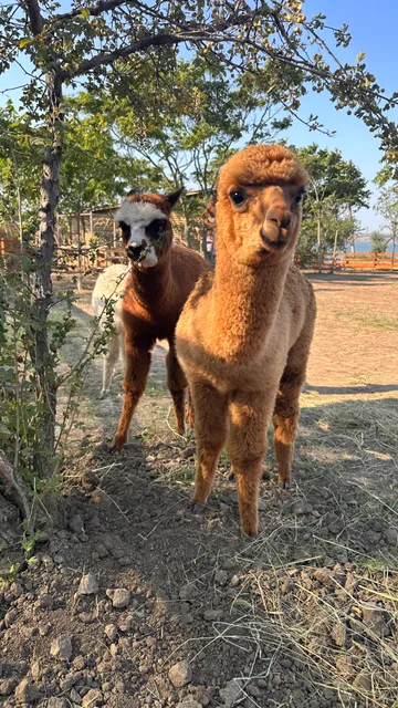 Лавандія Lavandiia