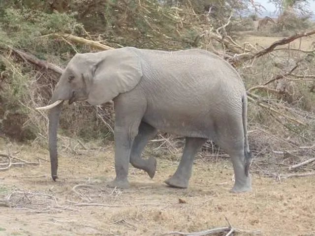 Jerrassic Park - Metal Dinosaur Park