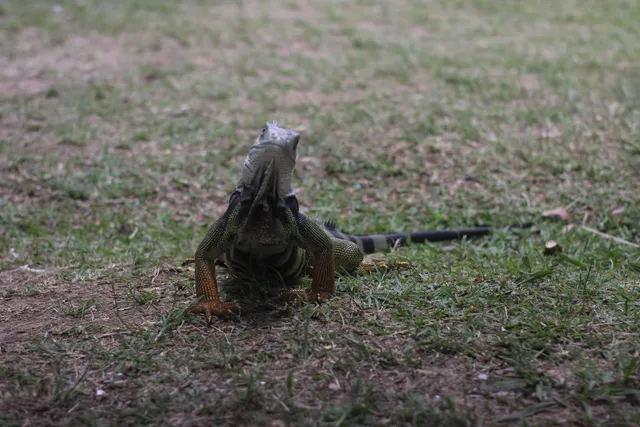 Fiesta del Libro y La Cultura