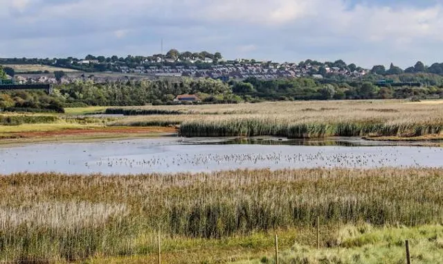 Farlington Marshes Nature Reserve
