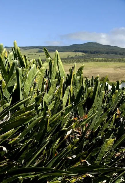 Anna Ranch Heritage Center