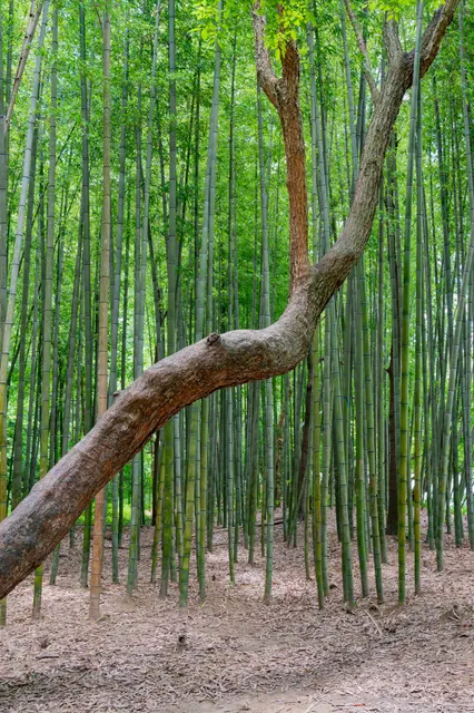 Bamboo Forest