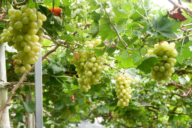 Vườn Nho Ba Tuấn