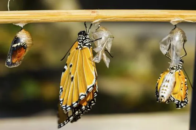 Museum of Central Otava Region of Strakonice