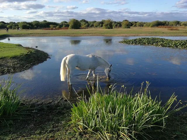 The Chase Local Nature Reserve