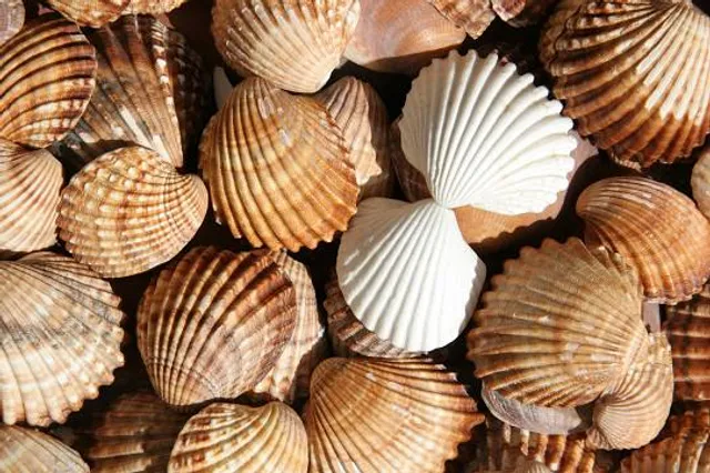 Aquarium of Faliraki (AquaWorld)