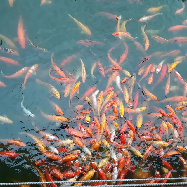 Nuvali Fish Feeding
