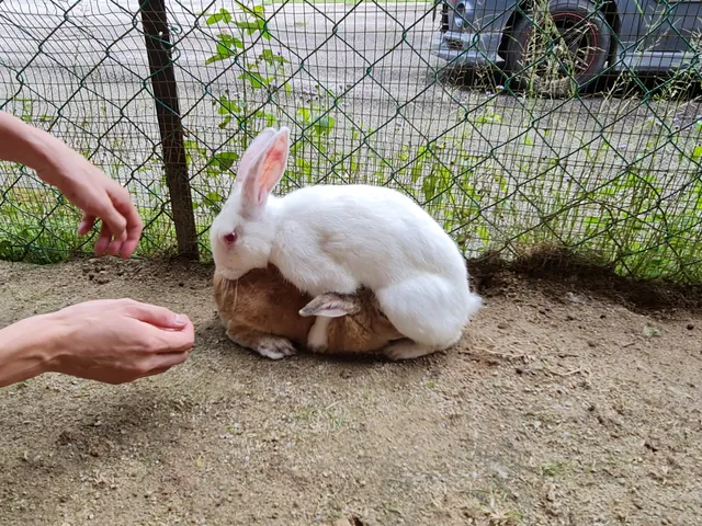 Rabbit Farm (Bukit Tinggi)