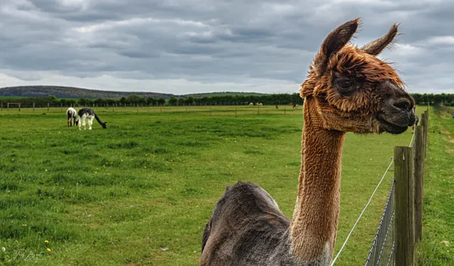West Wight Alpacas & Llamas