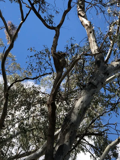 Narrandera Flora and Fauna Reserve