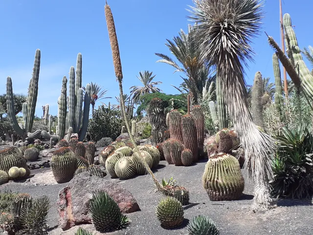 Fuerteventura Botanical Garden
