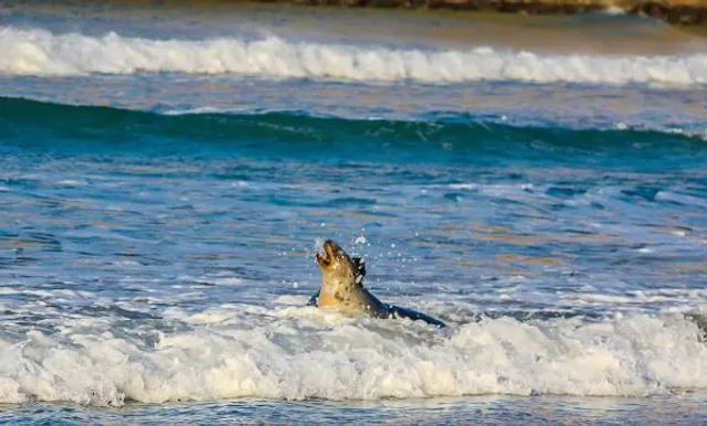 Dolphin Beach Entertainment - JBay Water Park