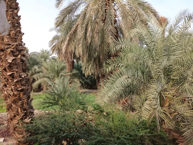 Masjid musabbih
