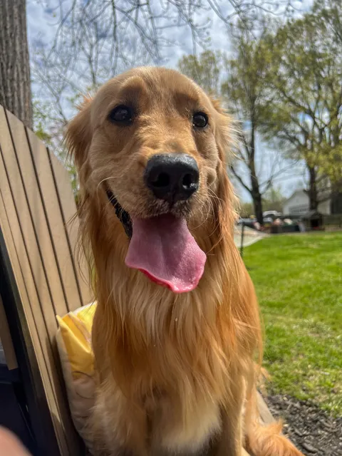 Private Dog Playground