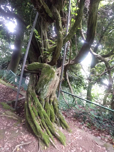 Tagourafujinami Shrine