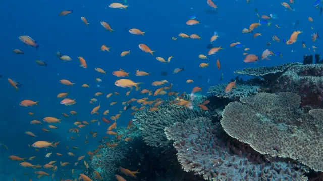 Kashiwajima diving service modern beat