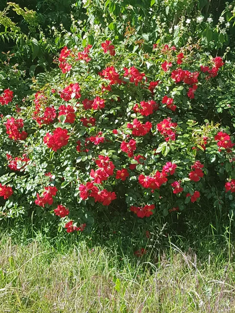 Jardins Ouvriers Des Vertus