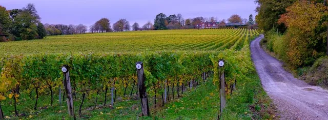 Hambledon Wine Estate