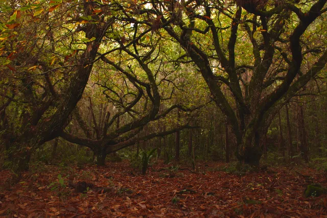 National Forest Canela